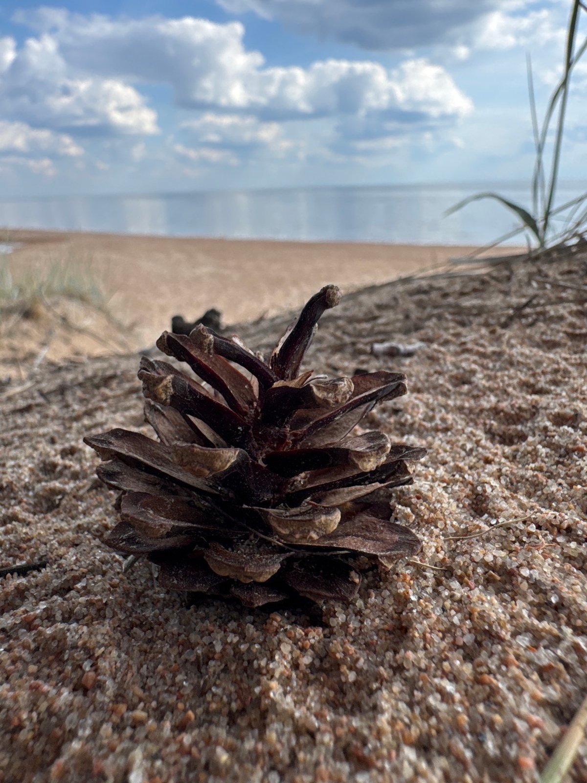 Camping group documents hour-long beach outing in Russian forest