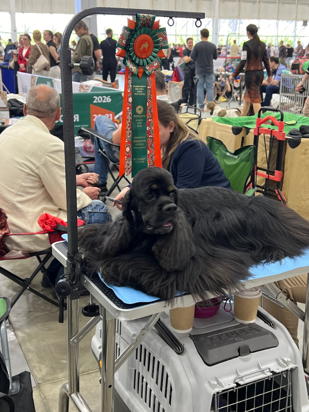 Indoor dog show in Zelenaya Roshcha, breeds groomed and judged