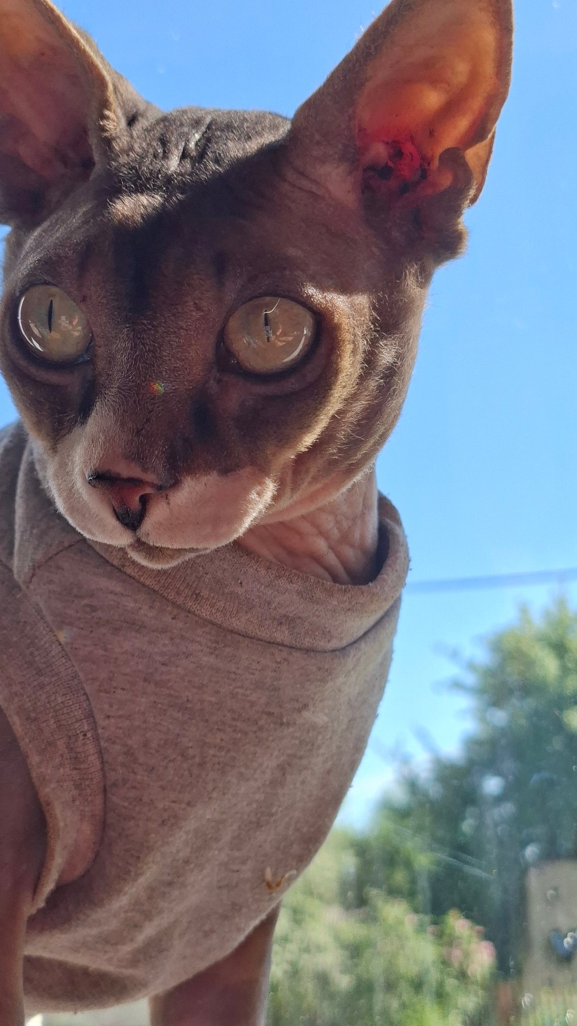 Dressed Sphynx and tabby cat at home, Belarus