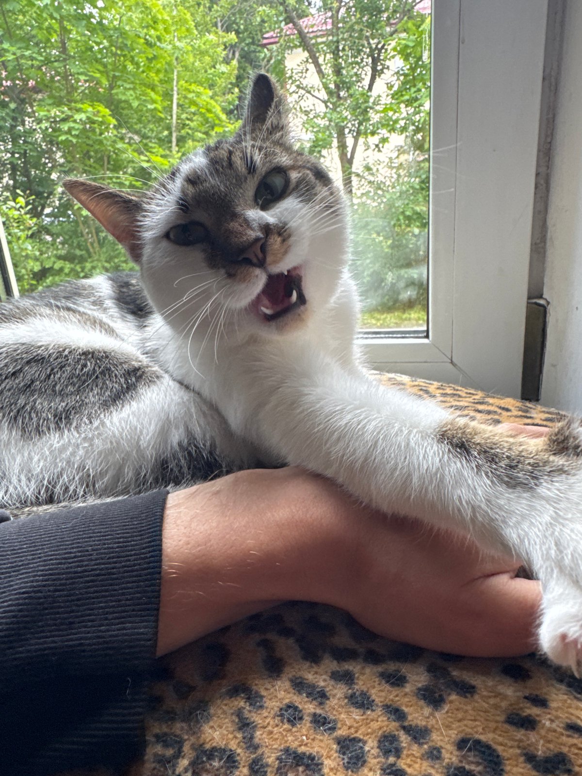 Tabby cat caught mid-yawn in a relaxed moment
