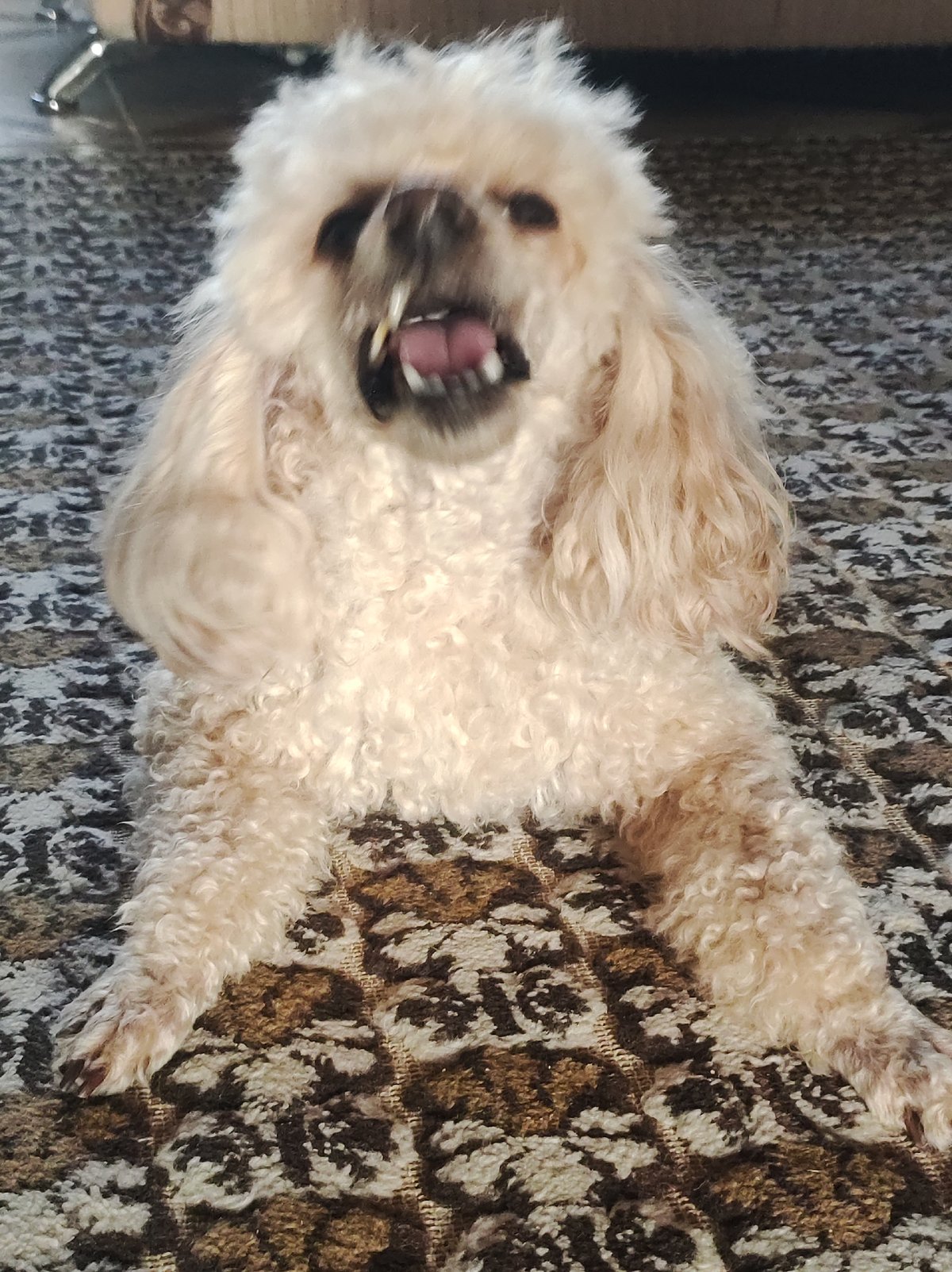 Poodle observed resting on carpet in Russian village