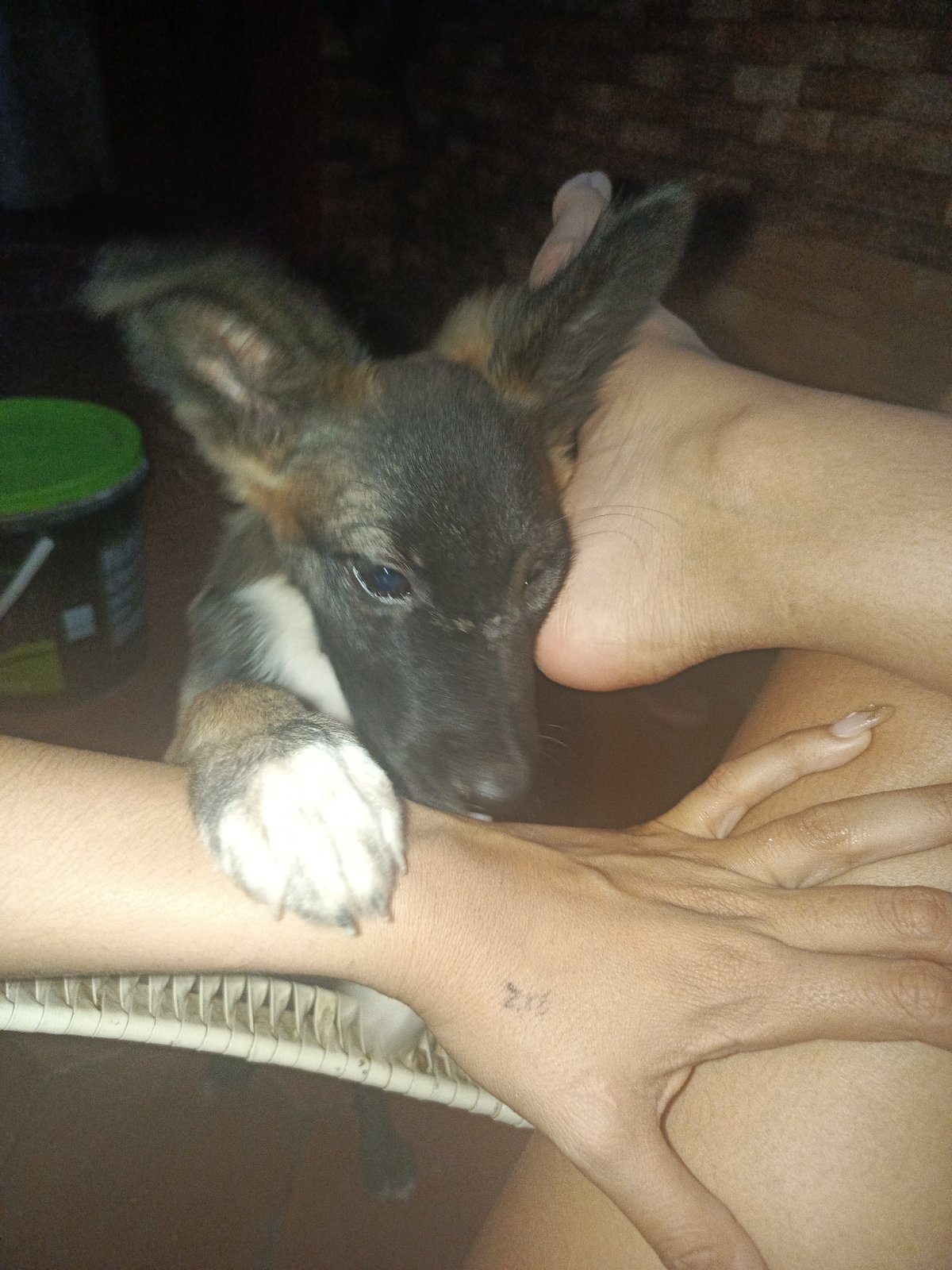 Puppy documented in domestic scenes across Juan Griego, Venezuela