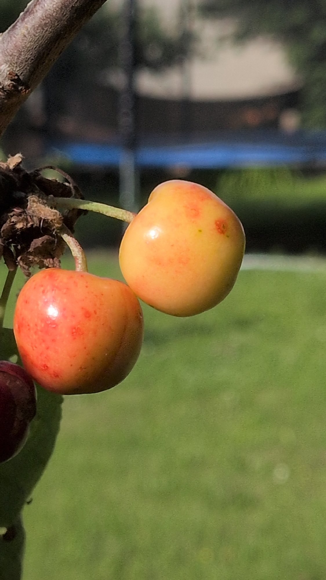 A summer afternoon in a Rastenberg backyard, garden and all.