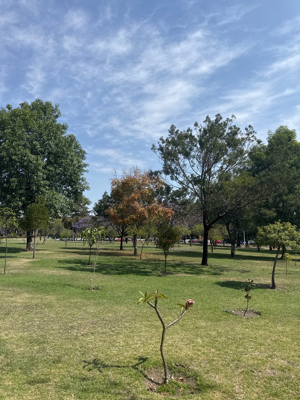 Clear skies over San Andrés Cholula park scene documented