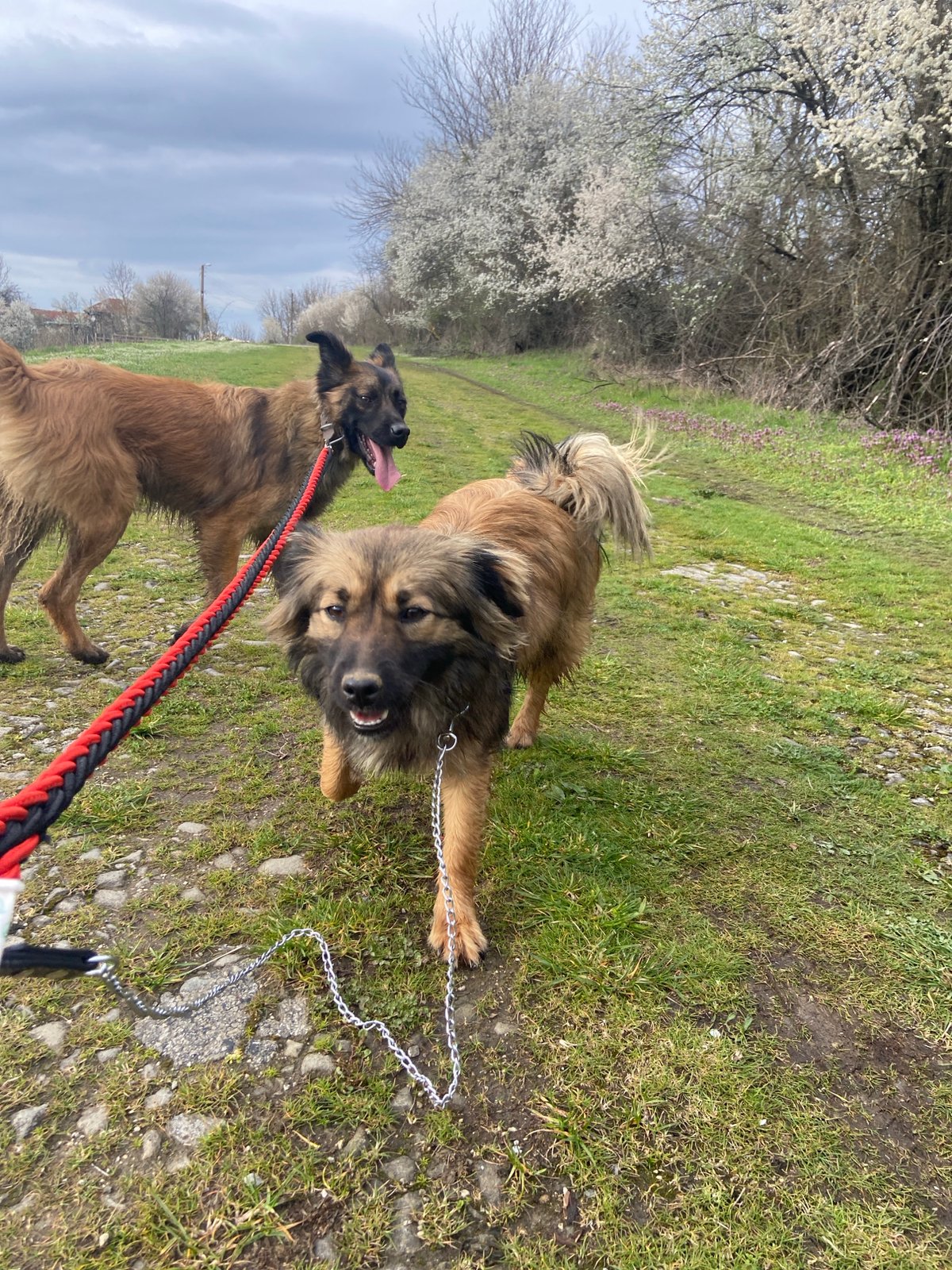 Dogs walked on rural path amid spring blooms in Bulgaria