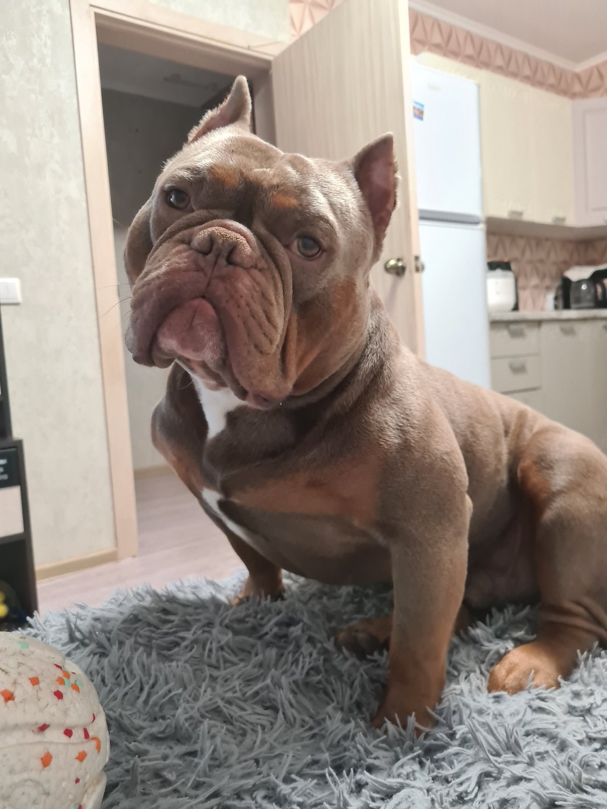 American Bully chills at home, with a few random extras