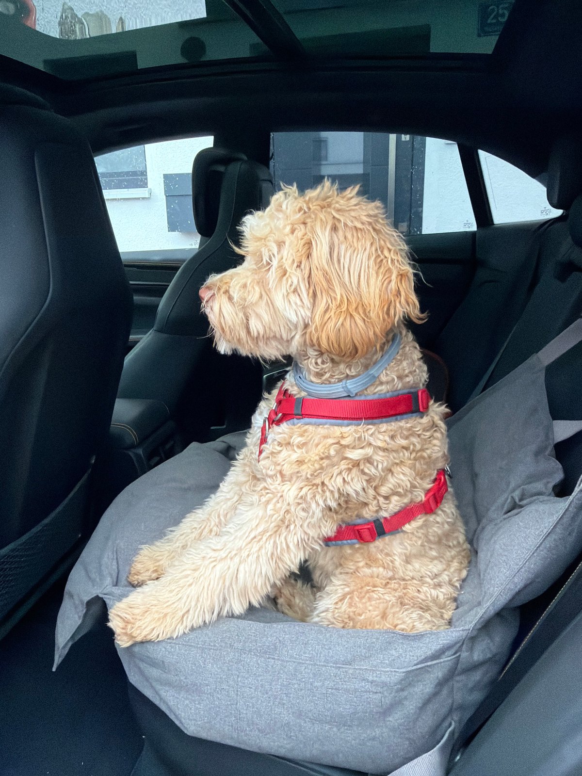 Dog travels in SUV during early morning in Poing