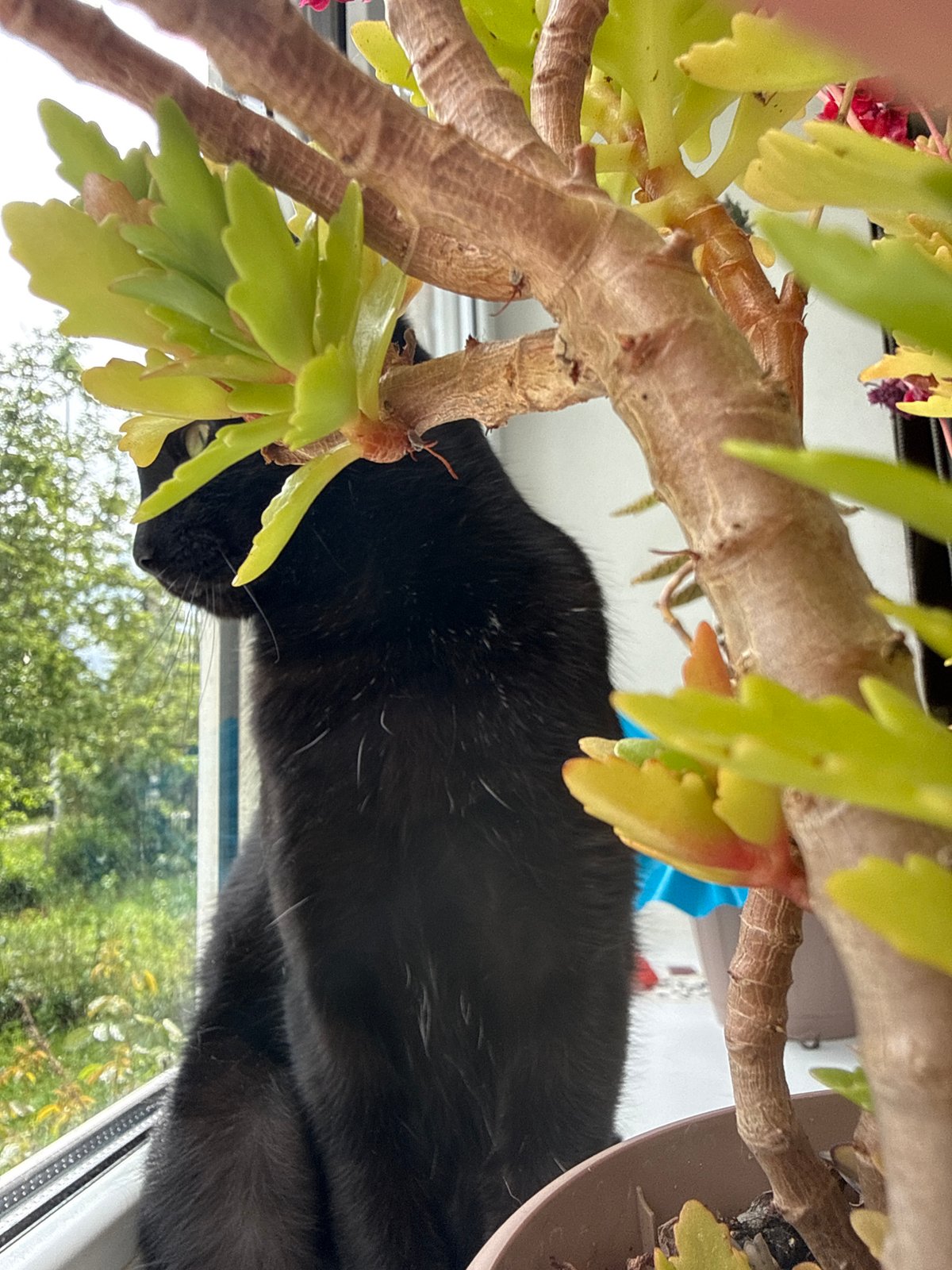 Black cat's lazy afternoon by the windowsill