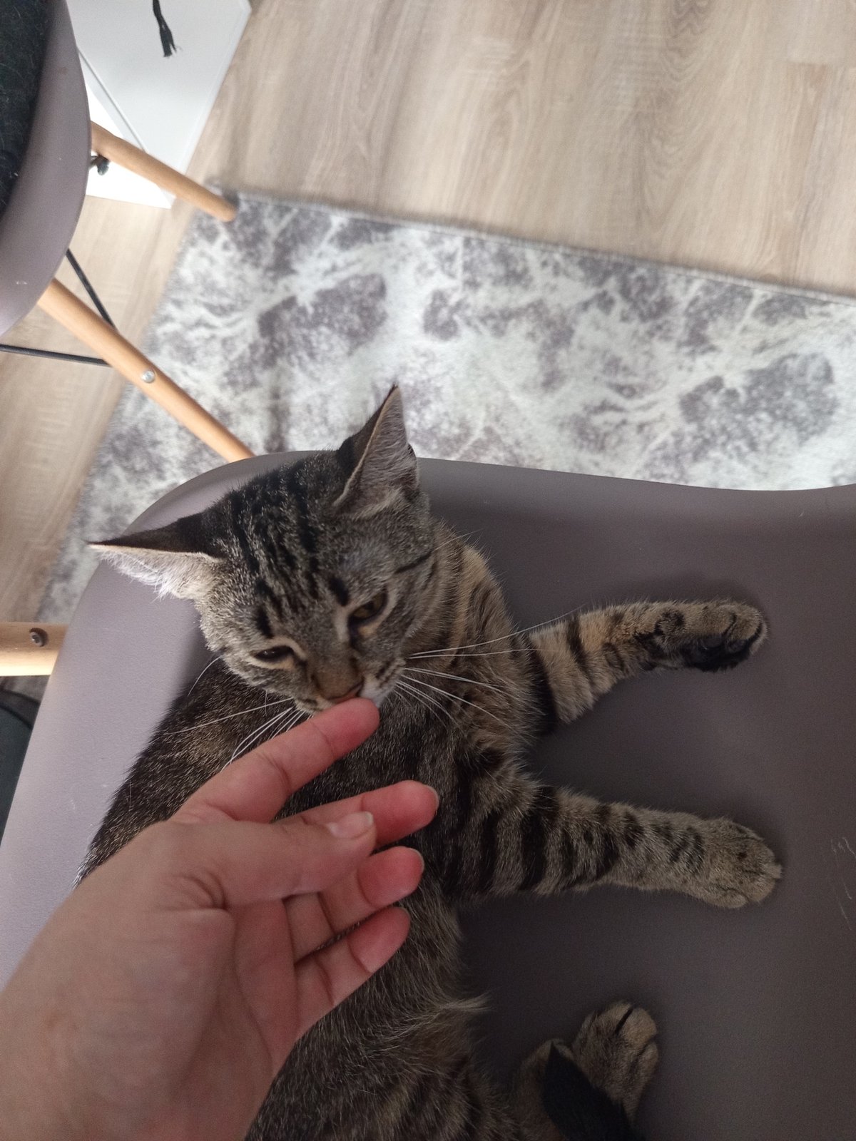 Quiet morning at home in Misaylovo — food, cat, building