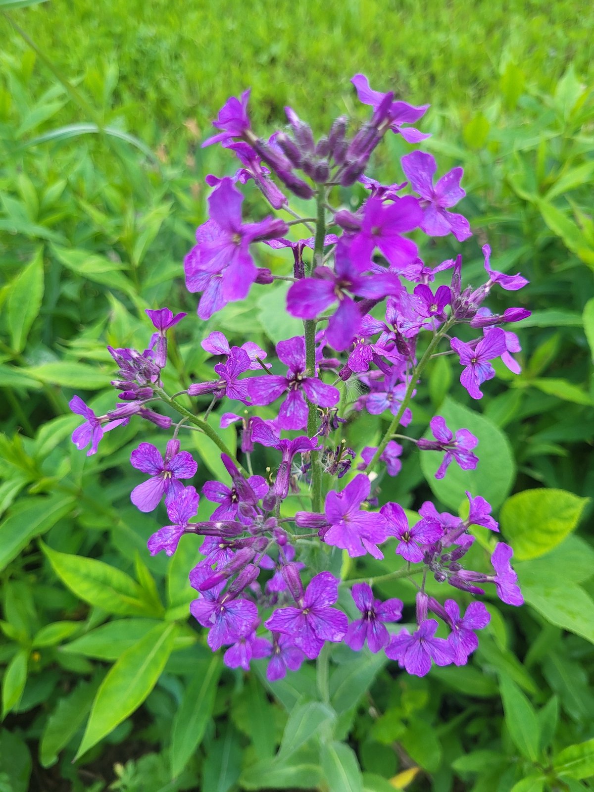 Purple wildflowers and children documented in rural Russian village