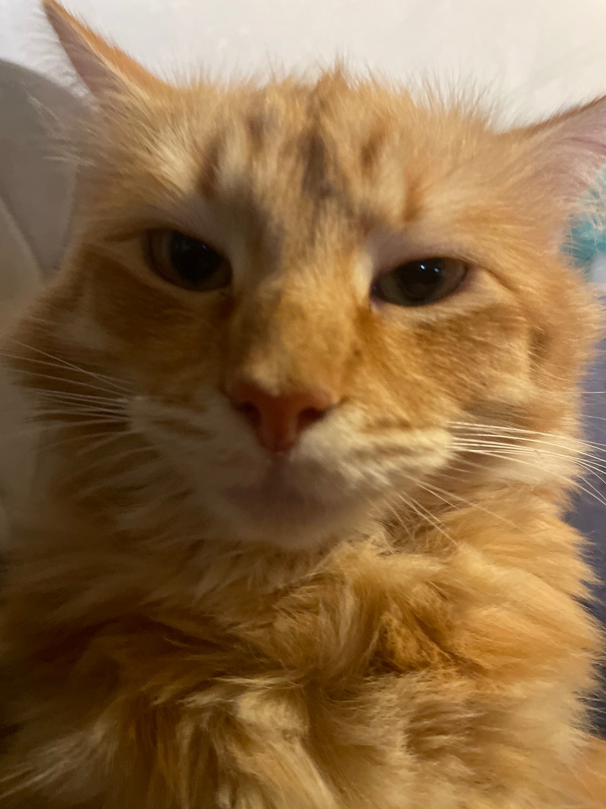 Orange tabby cat: eye contact, head tilt, and a big yawn