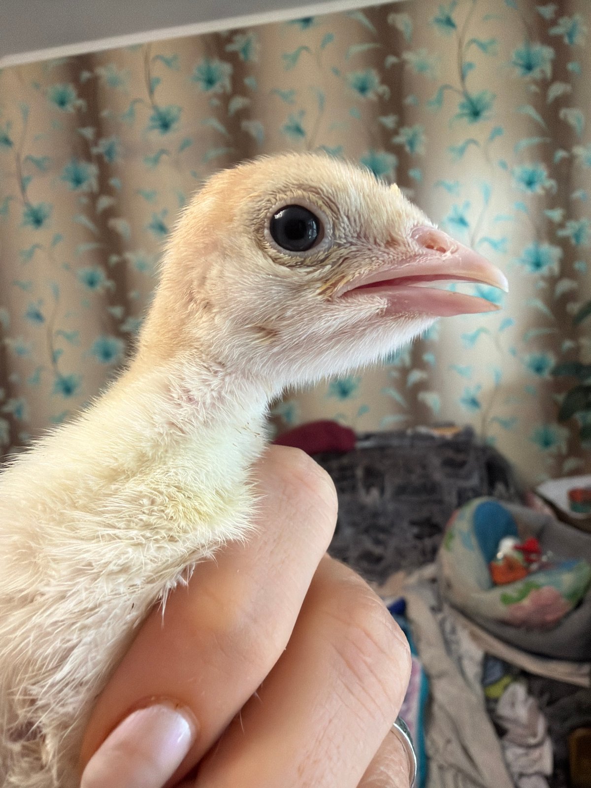 Person documents young poultry in Russian town enclosure