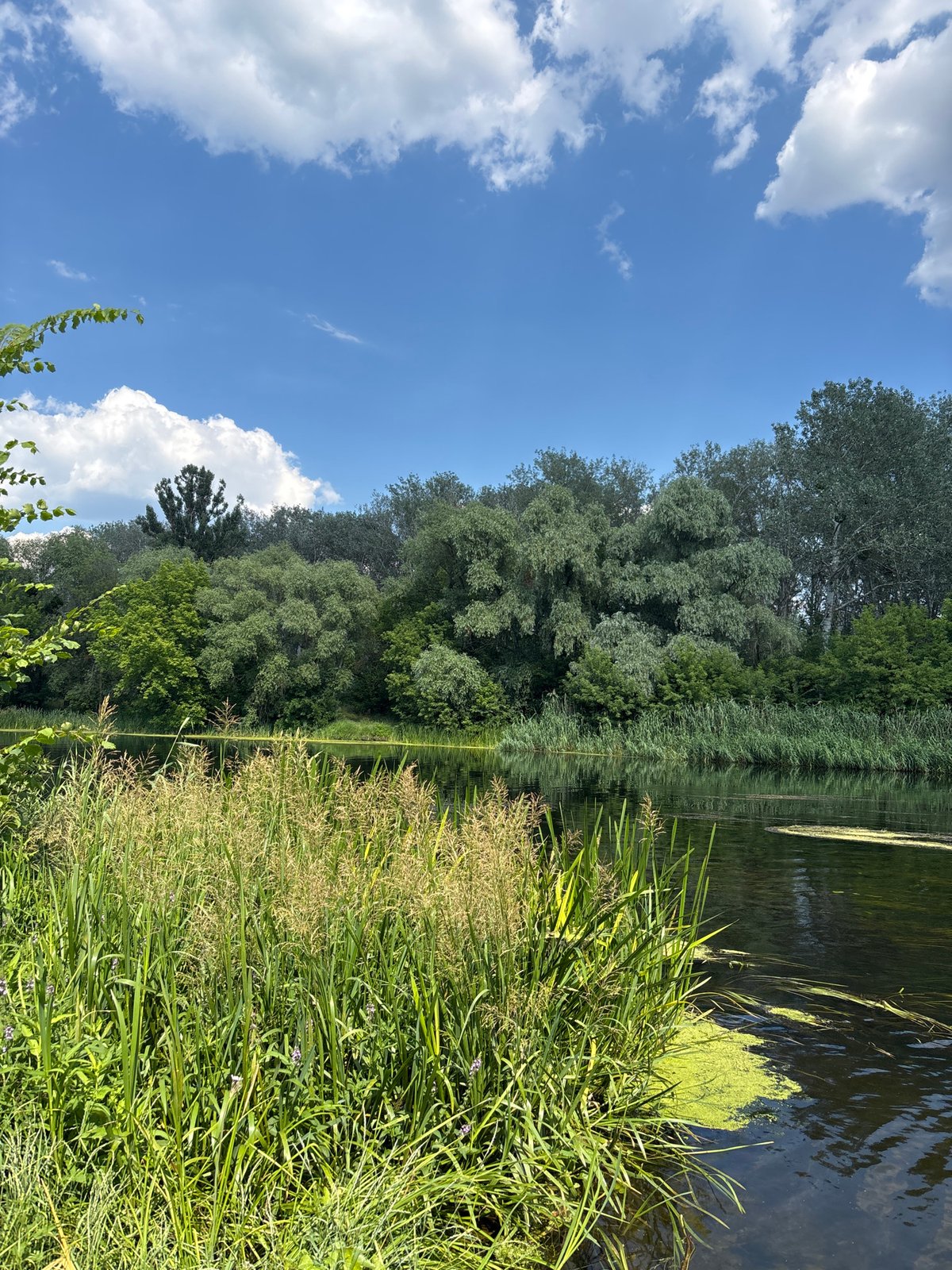 Calm summer afternoon along a river near Zmiiv, Ukraine