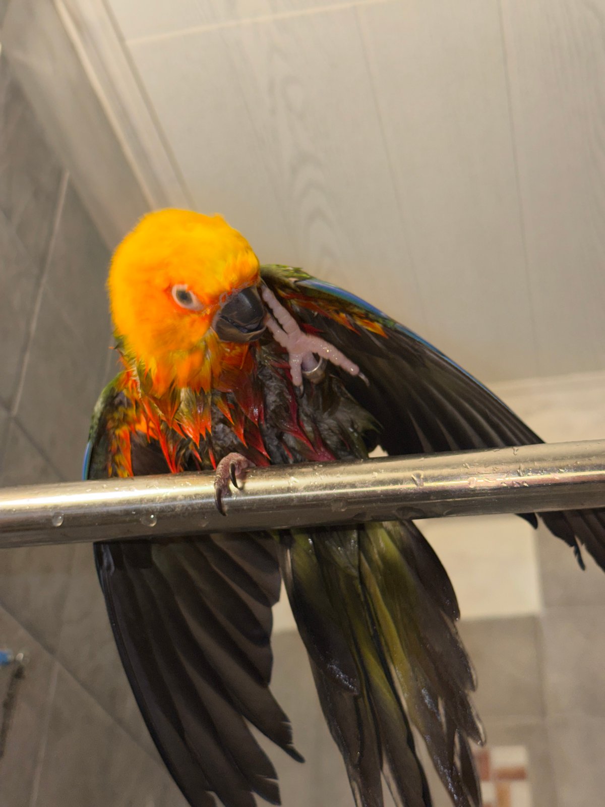 Sun Conure bath time and a sunset evening in.