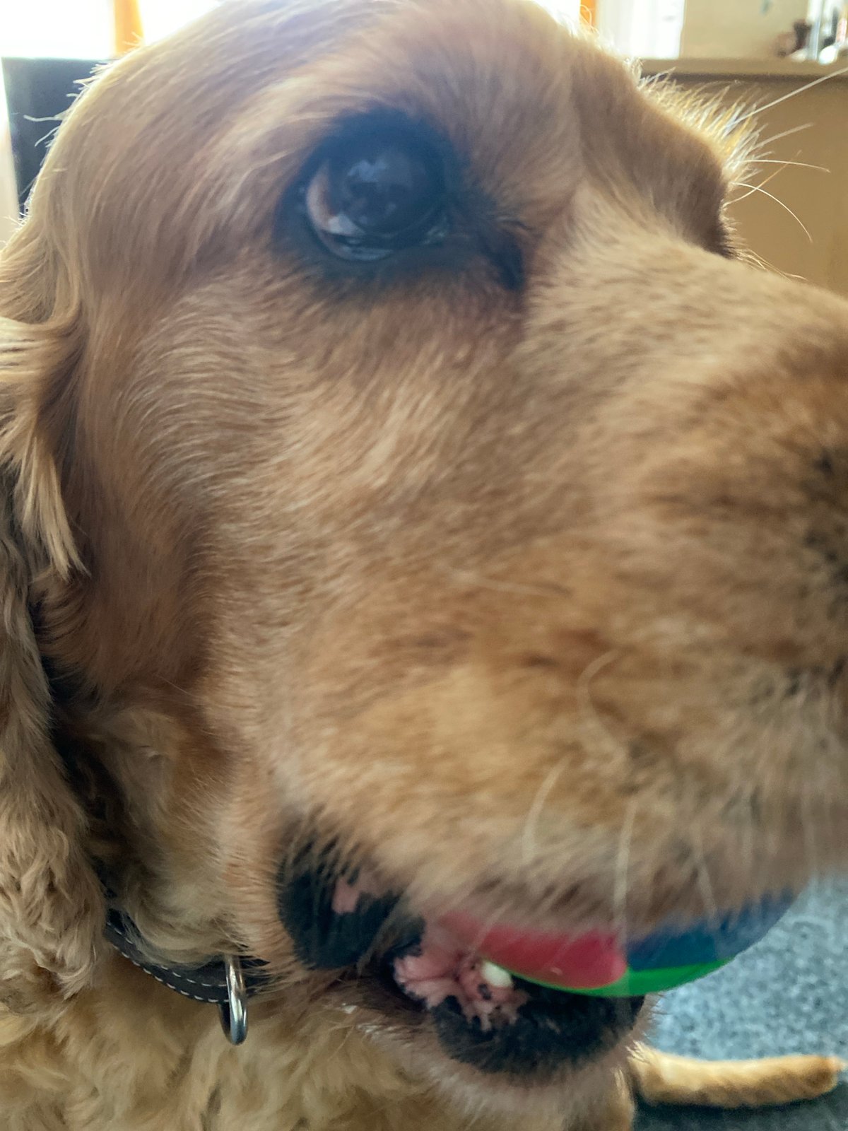 Dog plays with colorful ball in Varna apartment