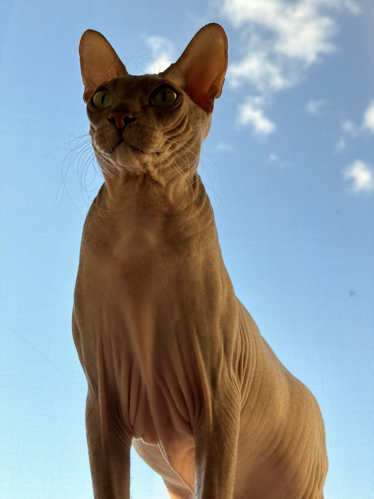 A quiet Izhevsk afternoon with a Sphynx cat at home