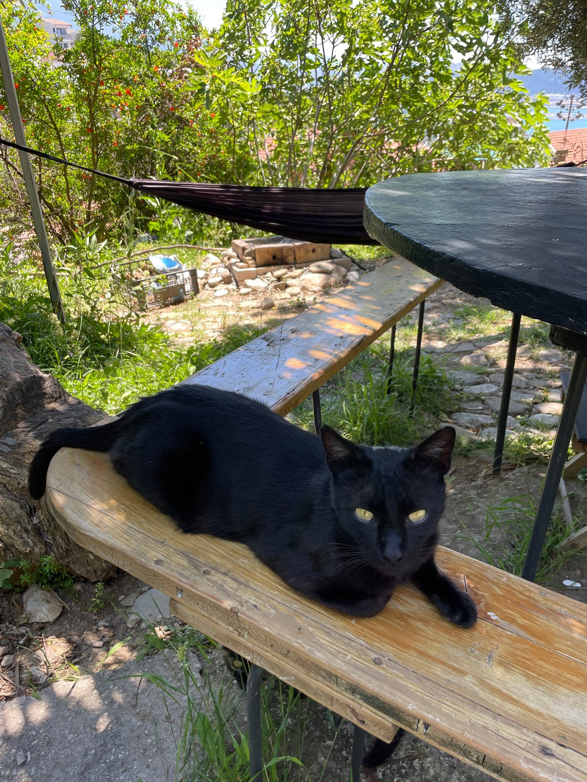 Morning relaxation session with cats documented in Šušanj, Montenegro