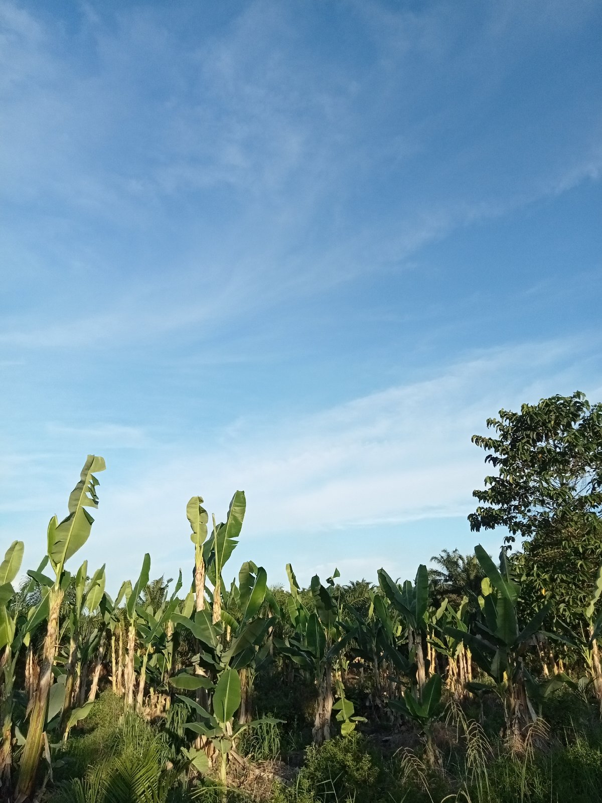 Rural agriculture and tropical vegetation in Teluk Kenidai, Indonesia