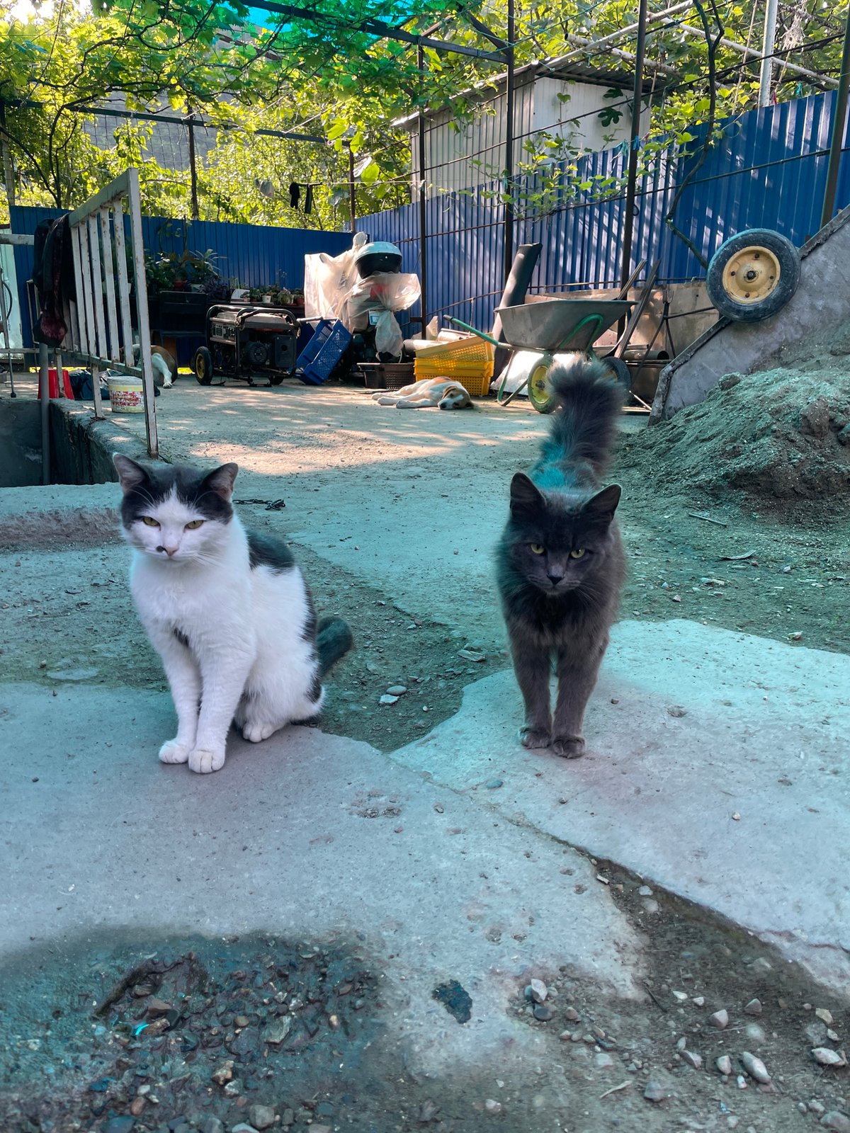 Ordinary domestic life documented in Olginka, Russia residential area