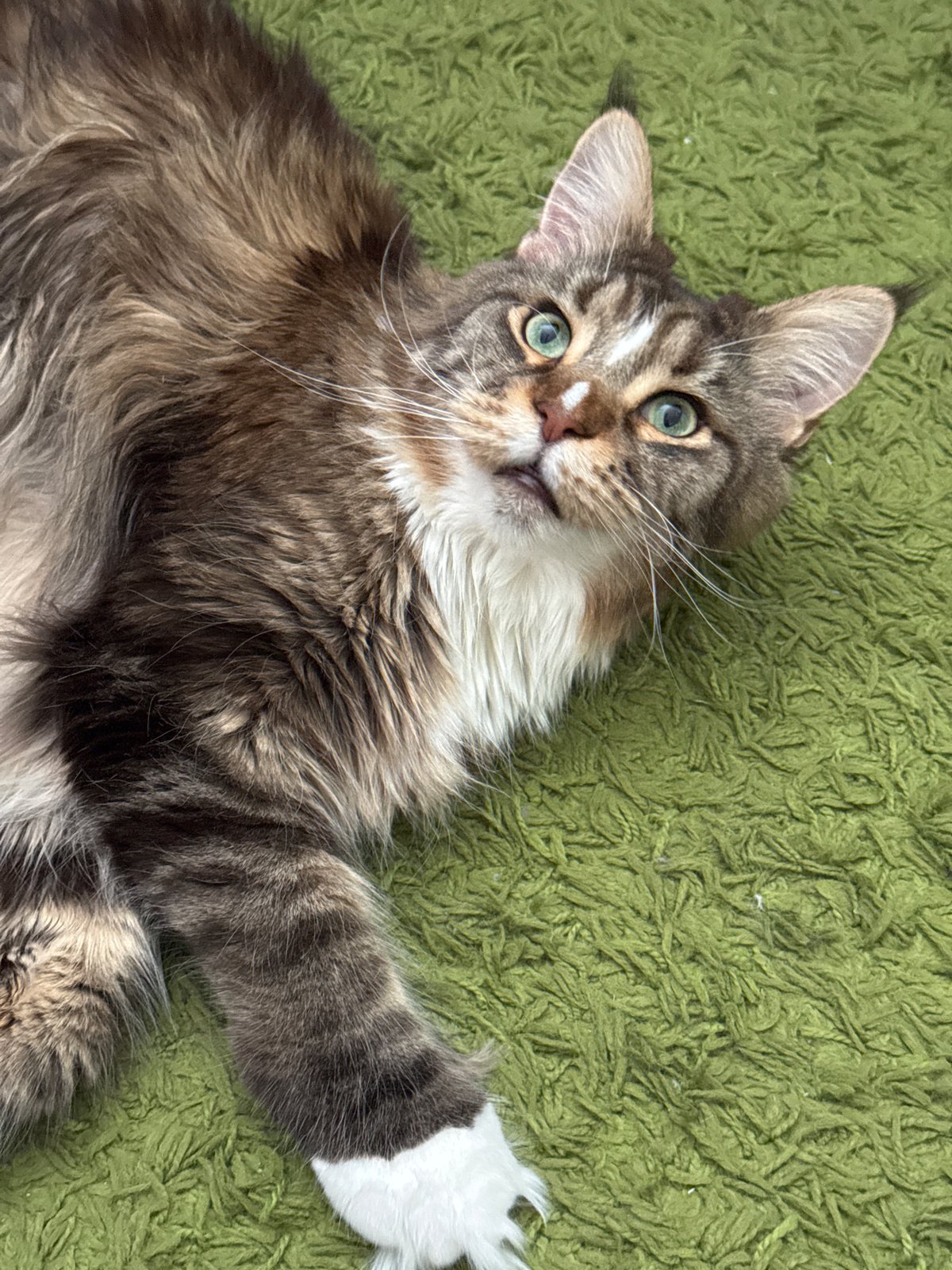 Maine Coon cat lounges and poses on a green carpet in Zelenograd