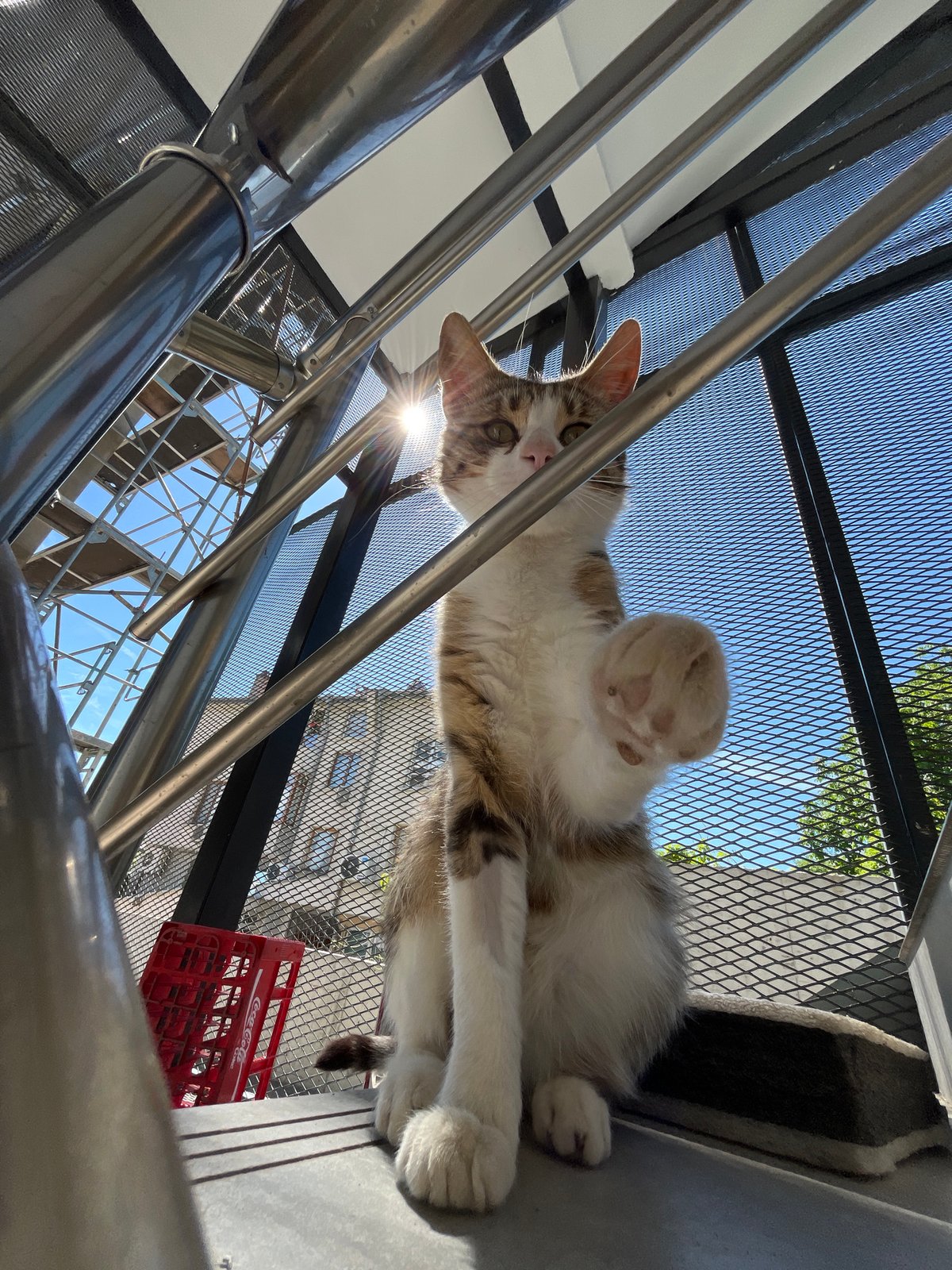 Shumen street cats and a modern restaurant, one morning