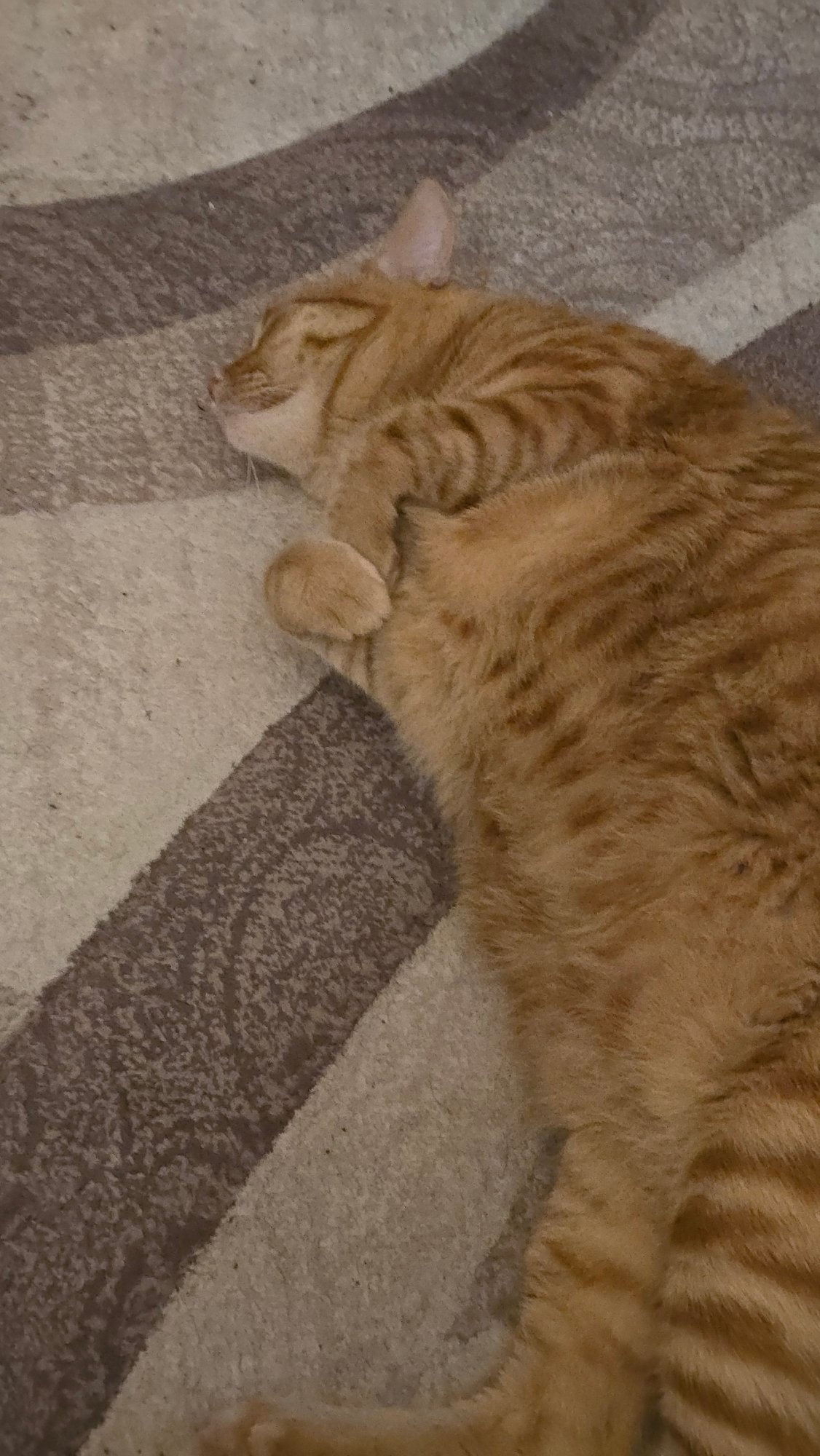 Orange tabby cat napping and lounging at home