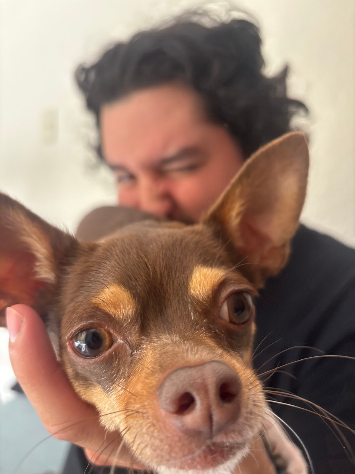 Pet owner shares evening meal with Chihuahua in Puebla