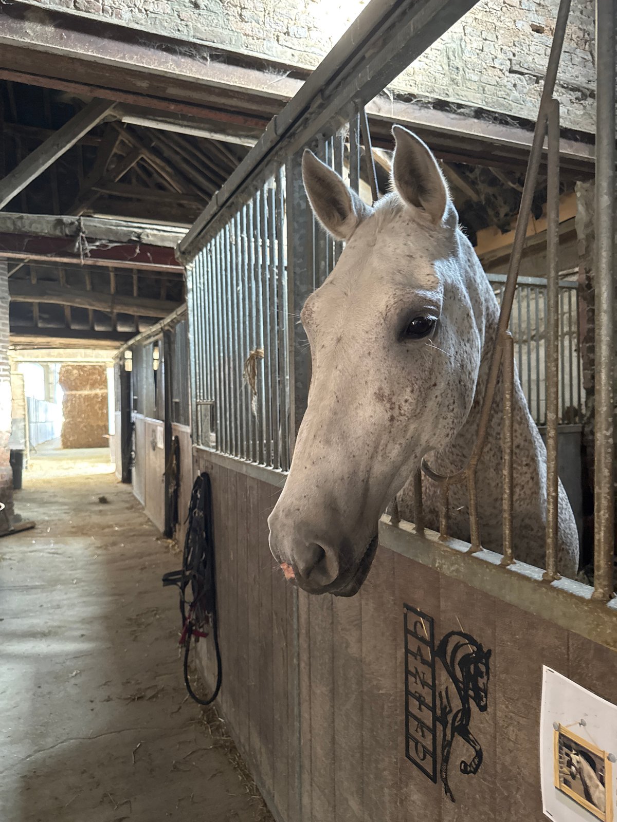 Horses at rest and play in a Belgian stable and arena