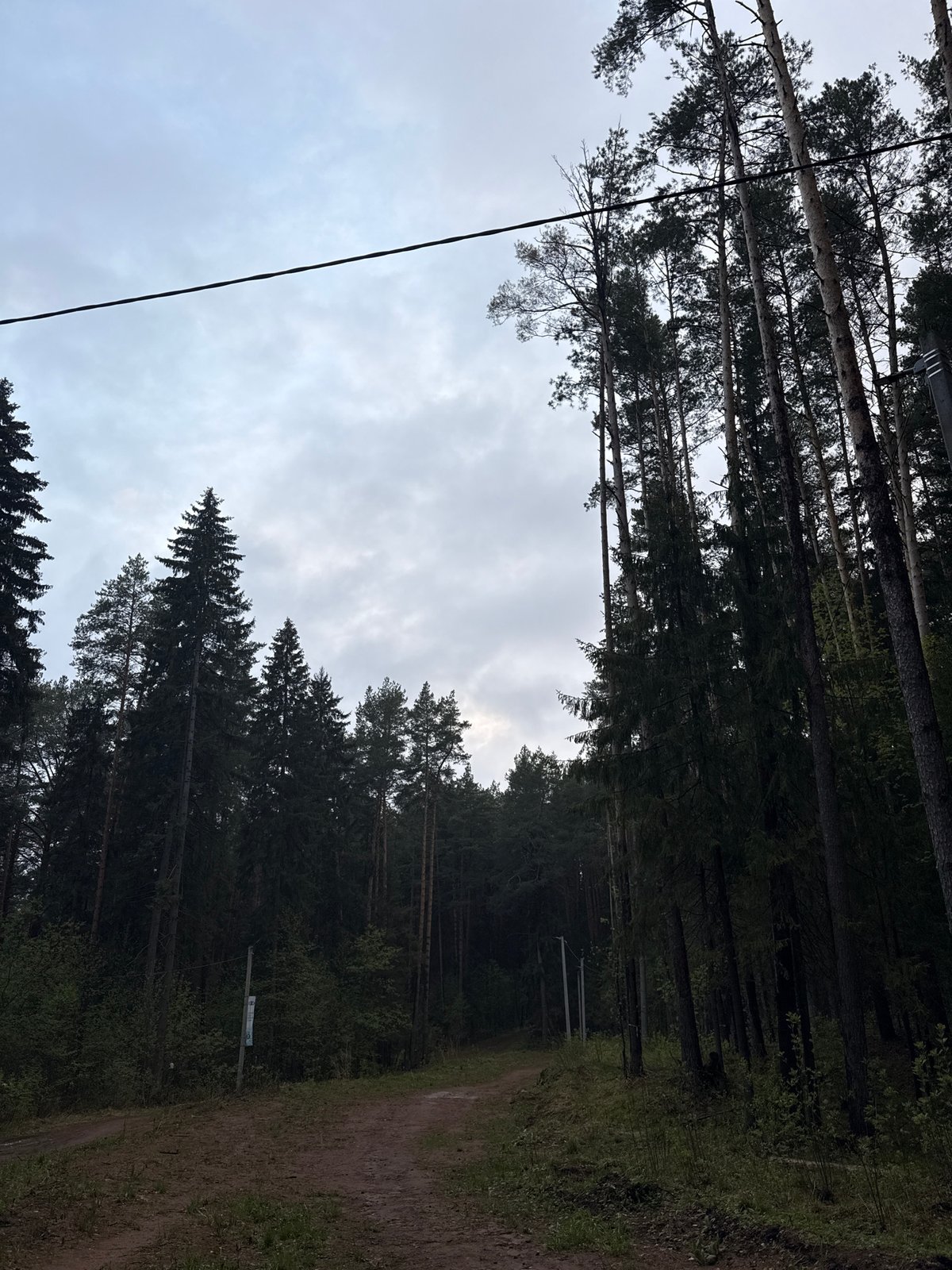 Dog walker strolls with corgi through Votkinsk forest paths