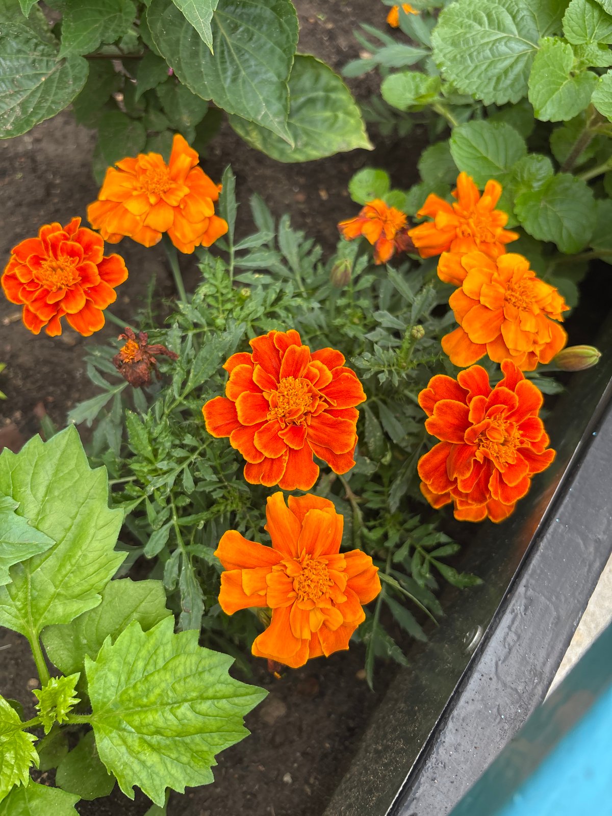 Garden flowers and construction sites in Blagoveshchensk, Russia