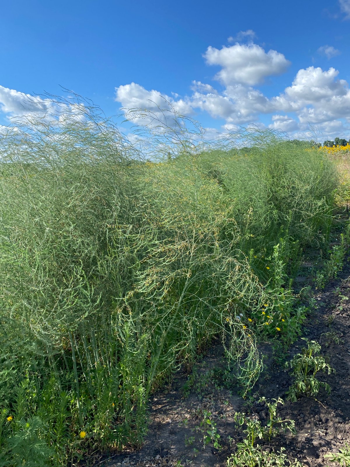 Crops and blooms across a Vasylky farm field