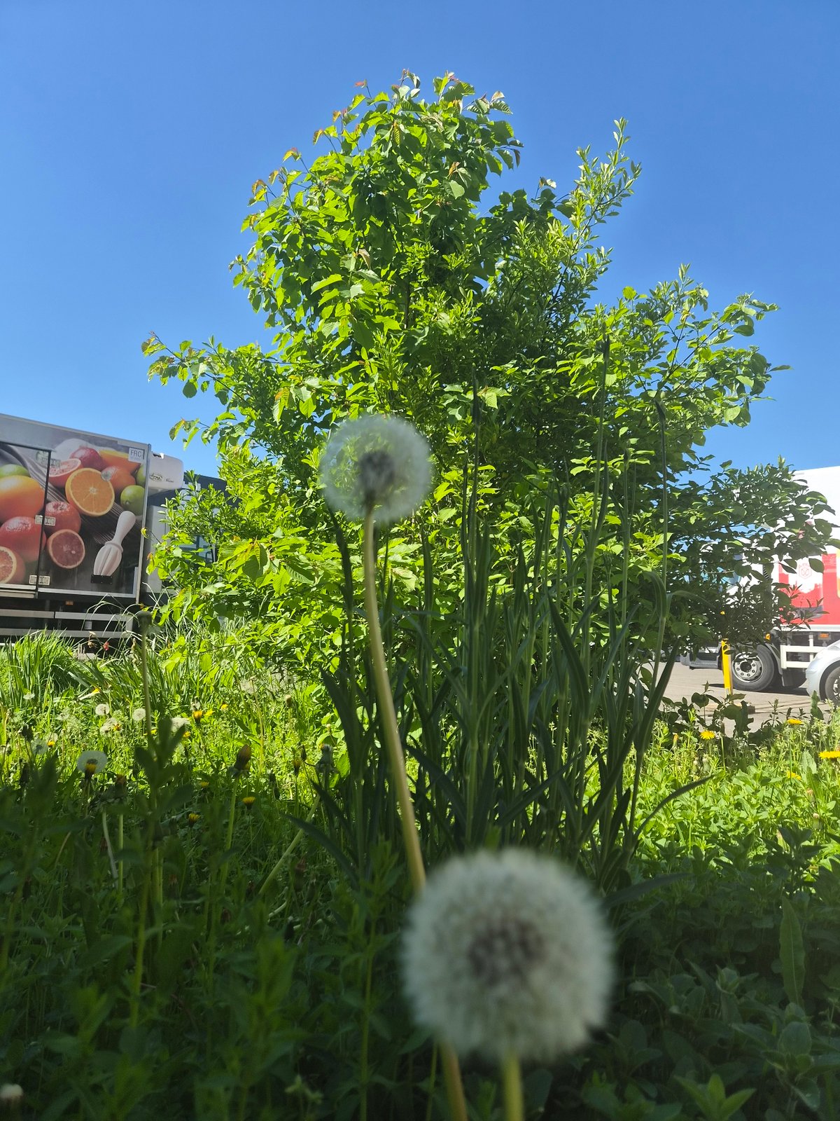 Spring dandelions and workshop activity observed in Leudelange