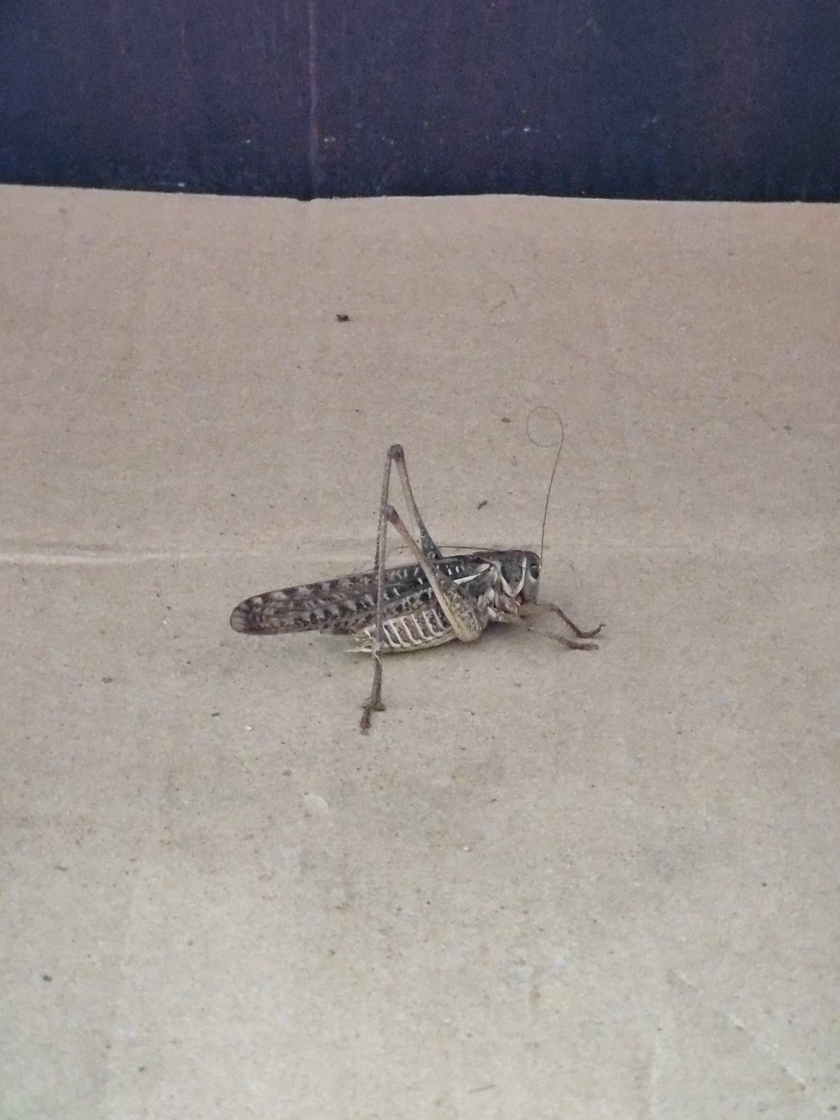 Grasshopper on concrete, Tervel, Bulgaria