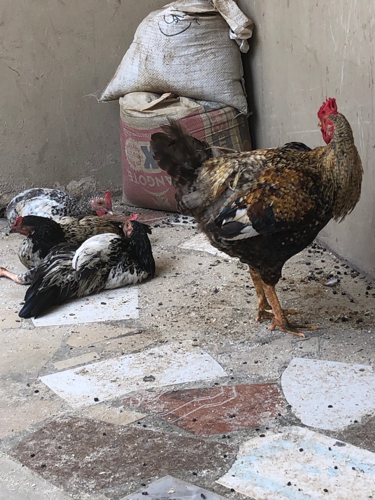 Domestic life documented in Kabong, Nigeria residential courtyard