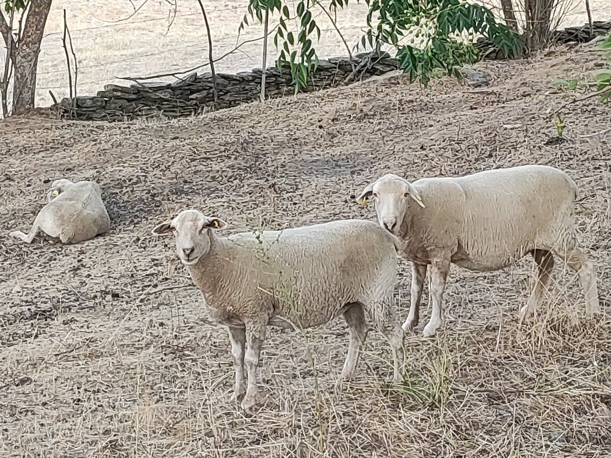 Sheep and sunsets on a warm evening in Alcántara