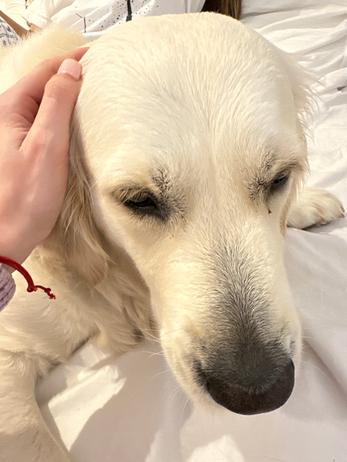 Golden Retriever bonding moments captured across London area