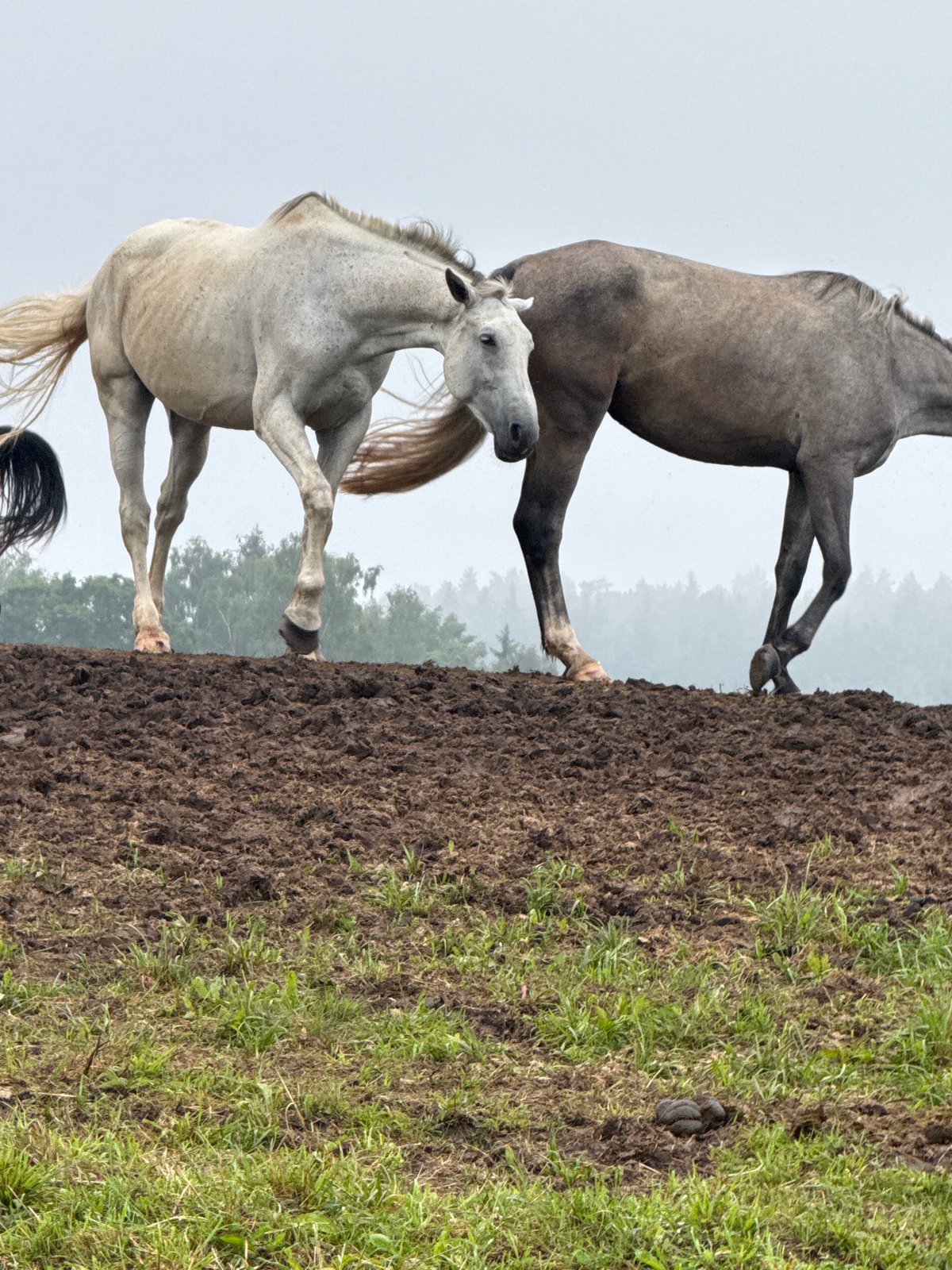 Horses graze and rest across foggy Lithuanian fields
