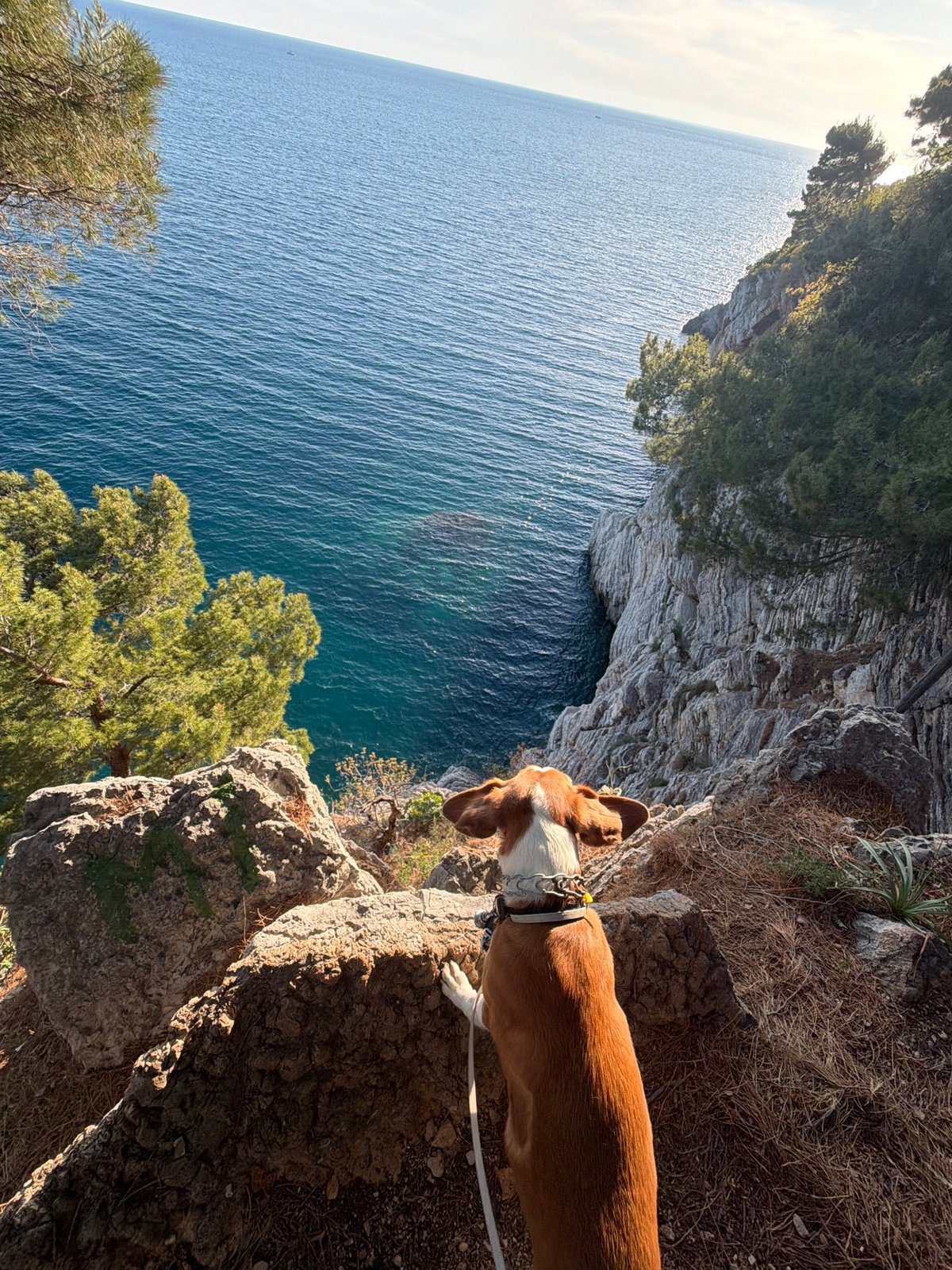 Dog spotted on coastal cliff in Petrovac na Moru