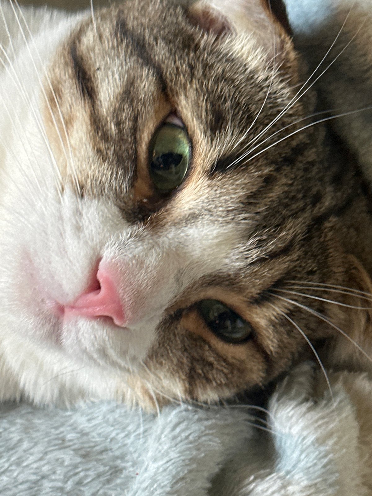 Cats and dog caught napping indoors in Zelenograd