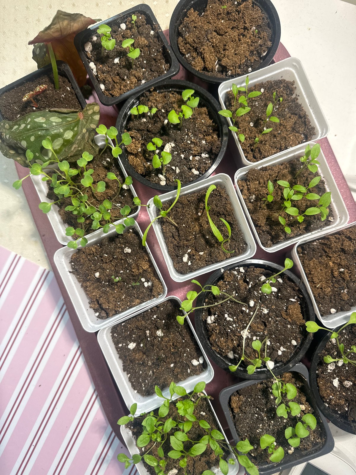 Indoor plant collection documented in Krasnoyarsk home early morning
