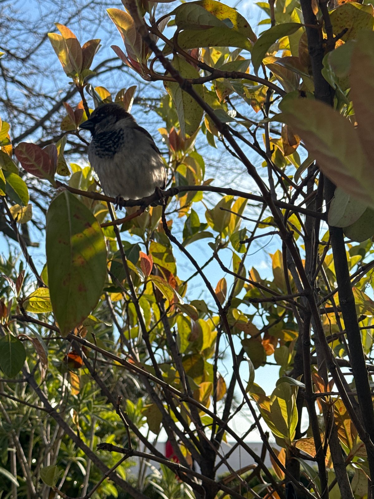 Sparrow spotted among autumn foliage in Sochi park