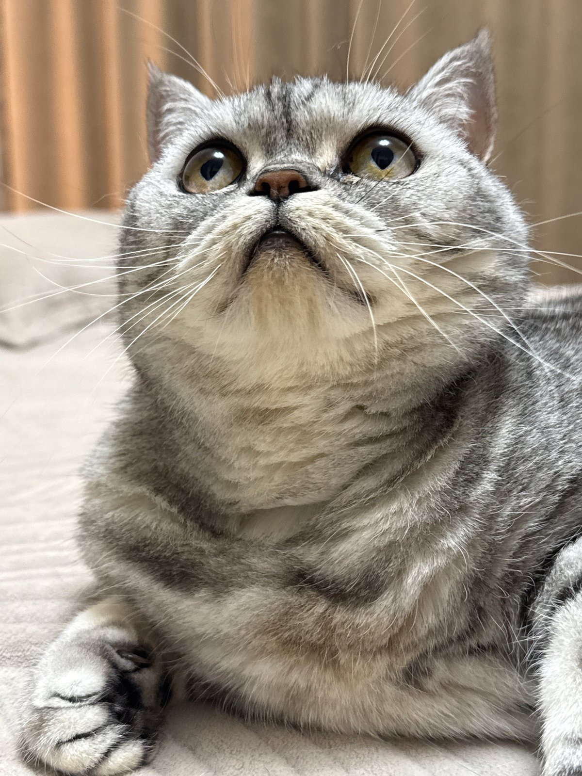 Tabby cat explores bedroom during quiet evening in Chaikovsky