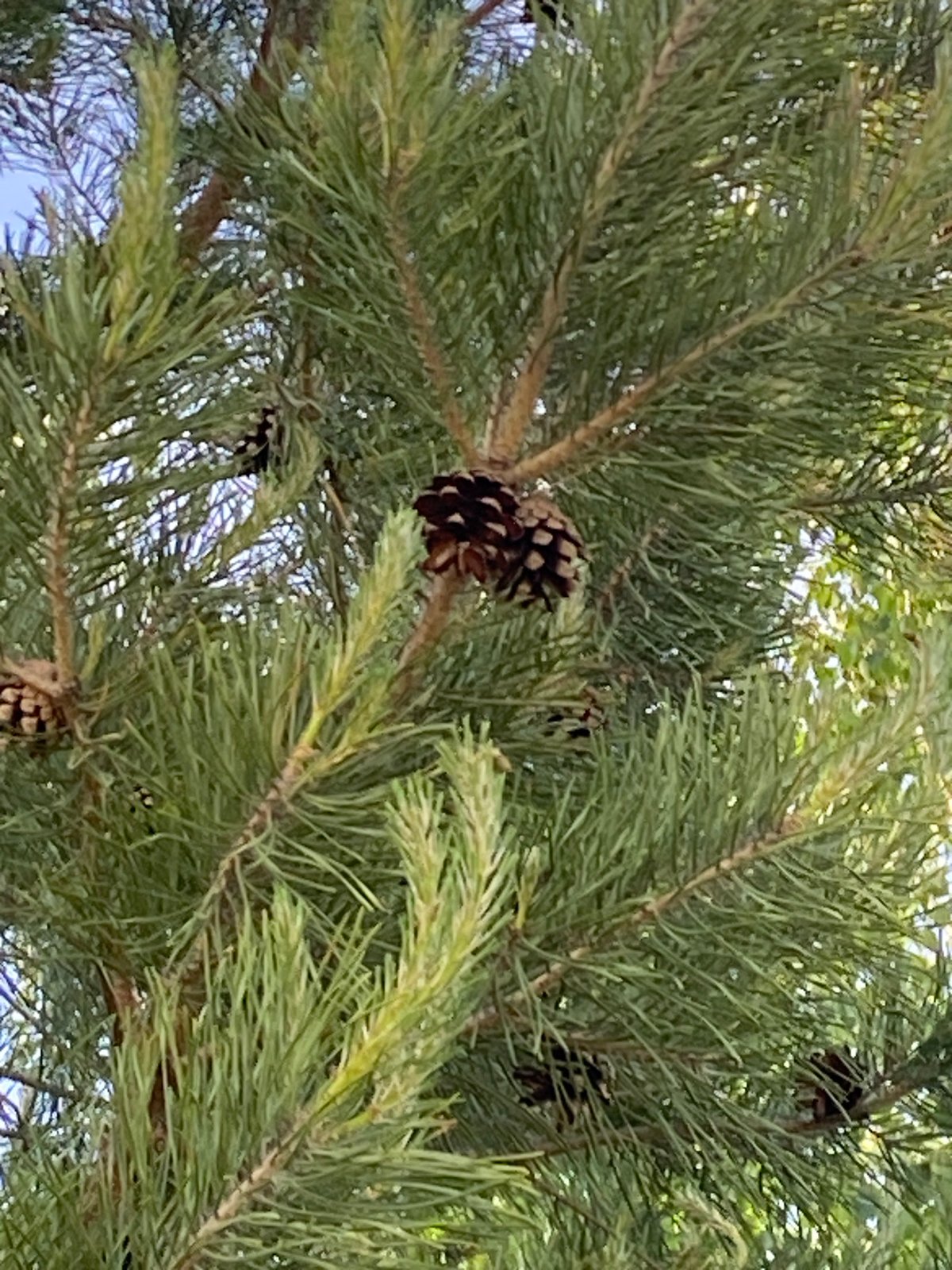 Nature walk documented in rural Гаревая, Russia