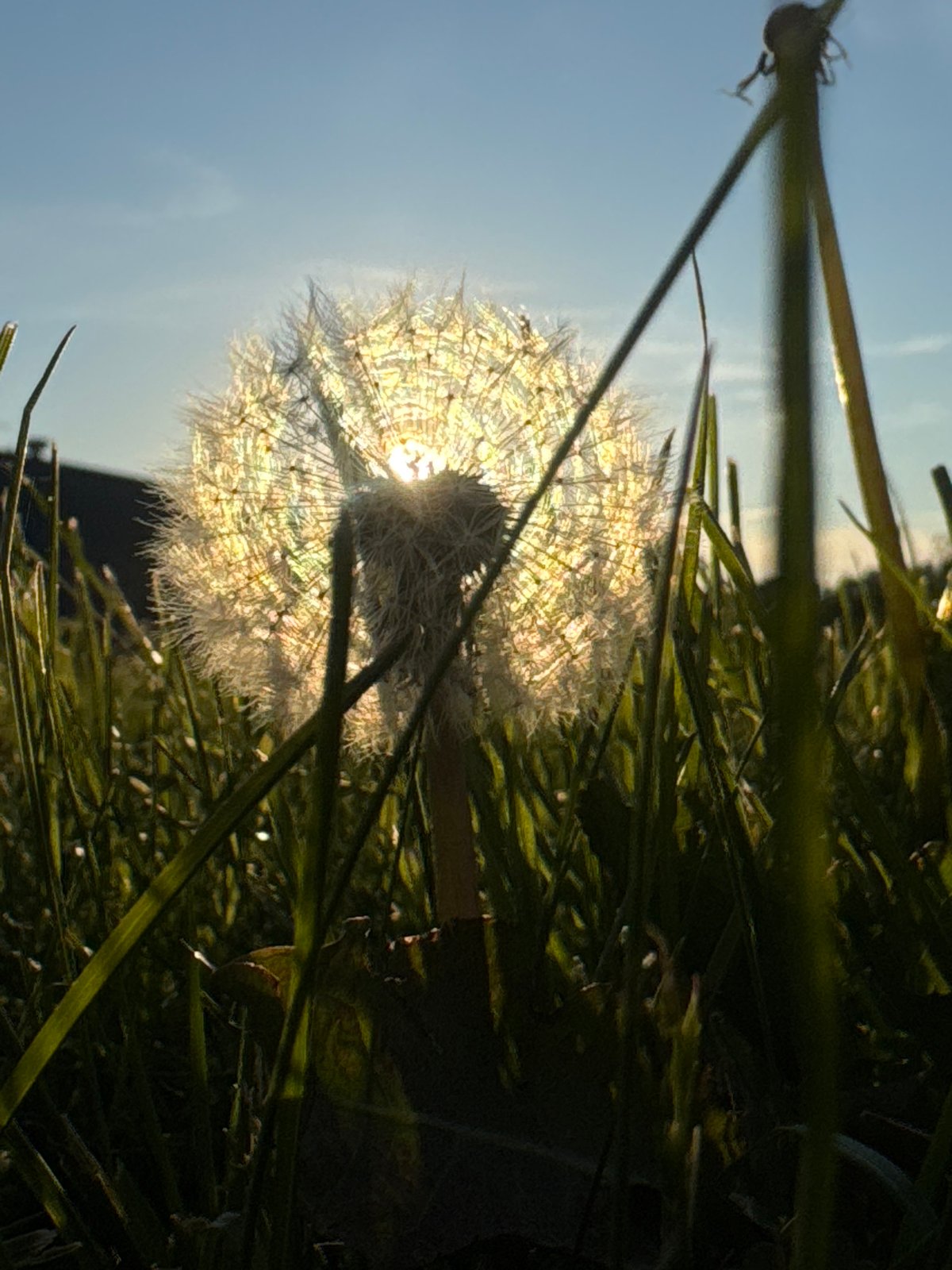Evening photography session captures dandelions and urban scenes in Tallinn