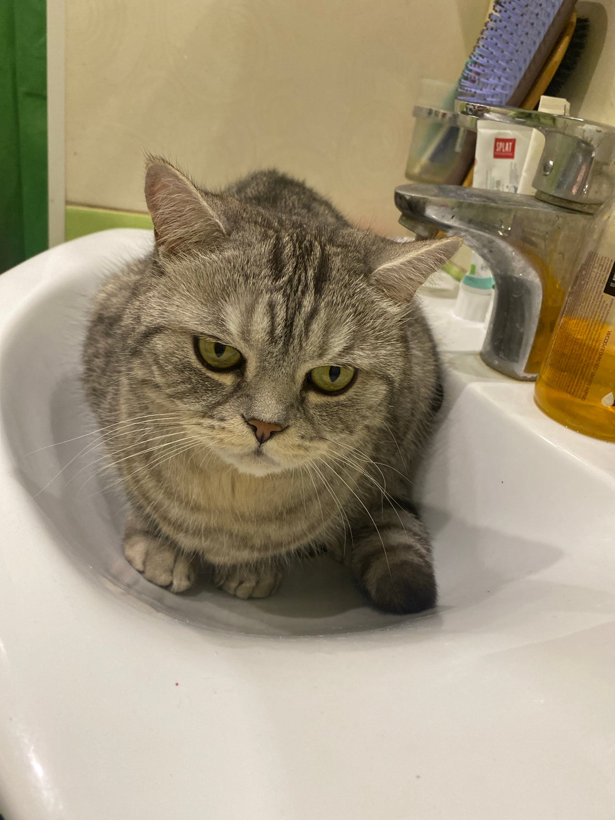 Cat spotted resting in bathroom sink in Chaikovsky, Russia