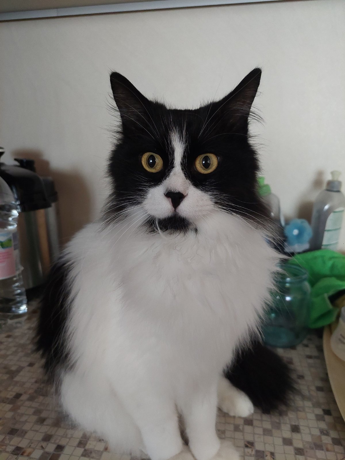 Black and white cat spotted in multiple Plovdiv locations