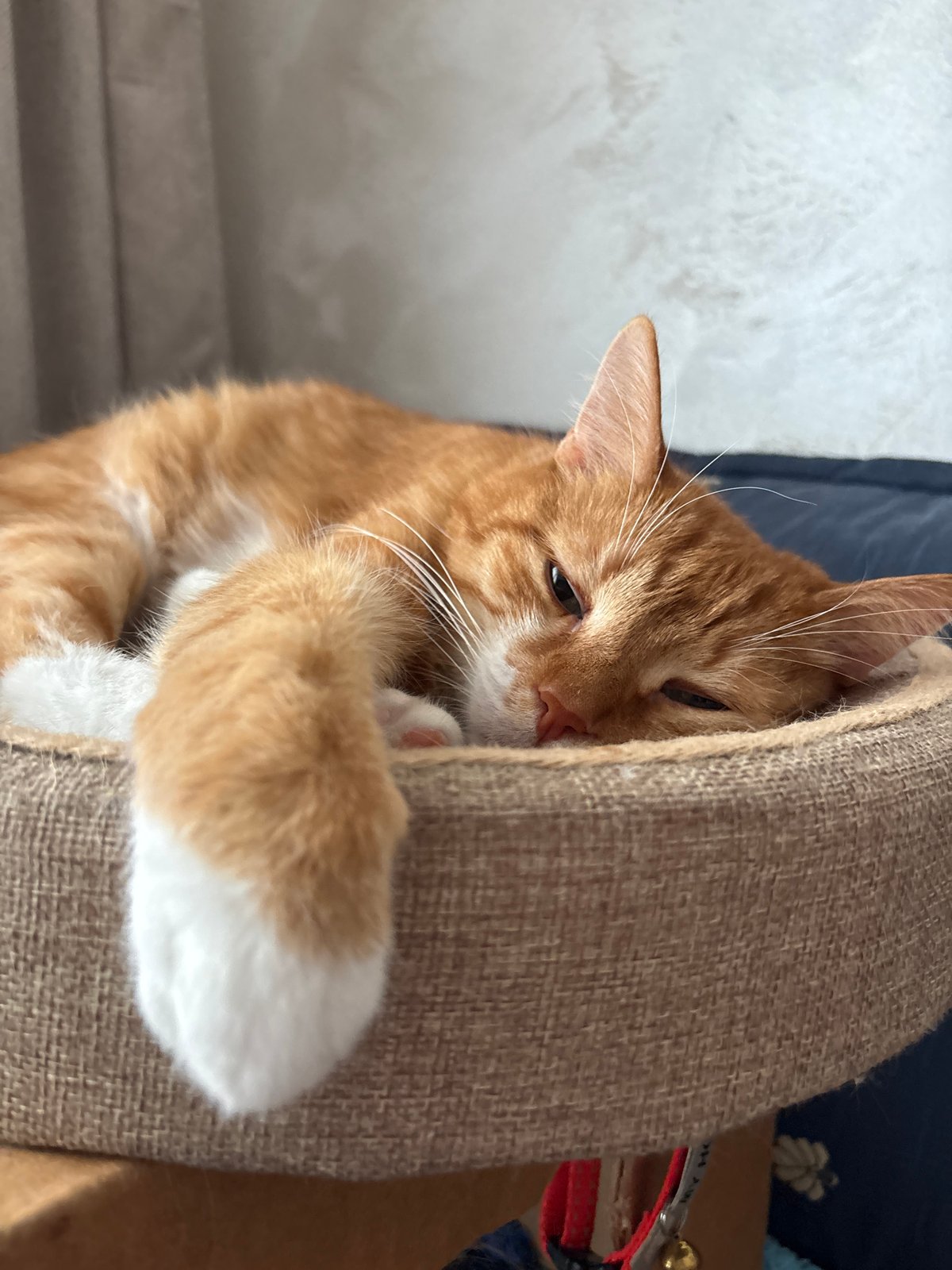 Orange tabby cat rests in cat house in Montenegro