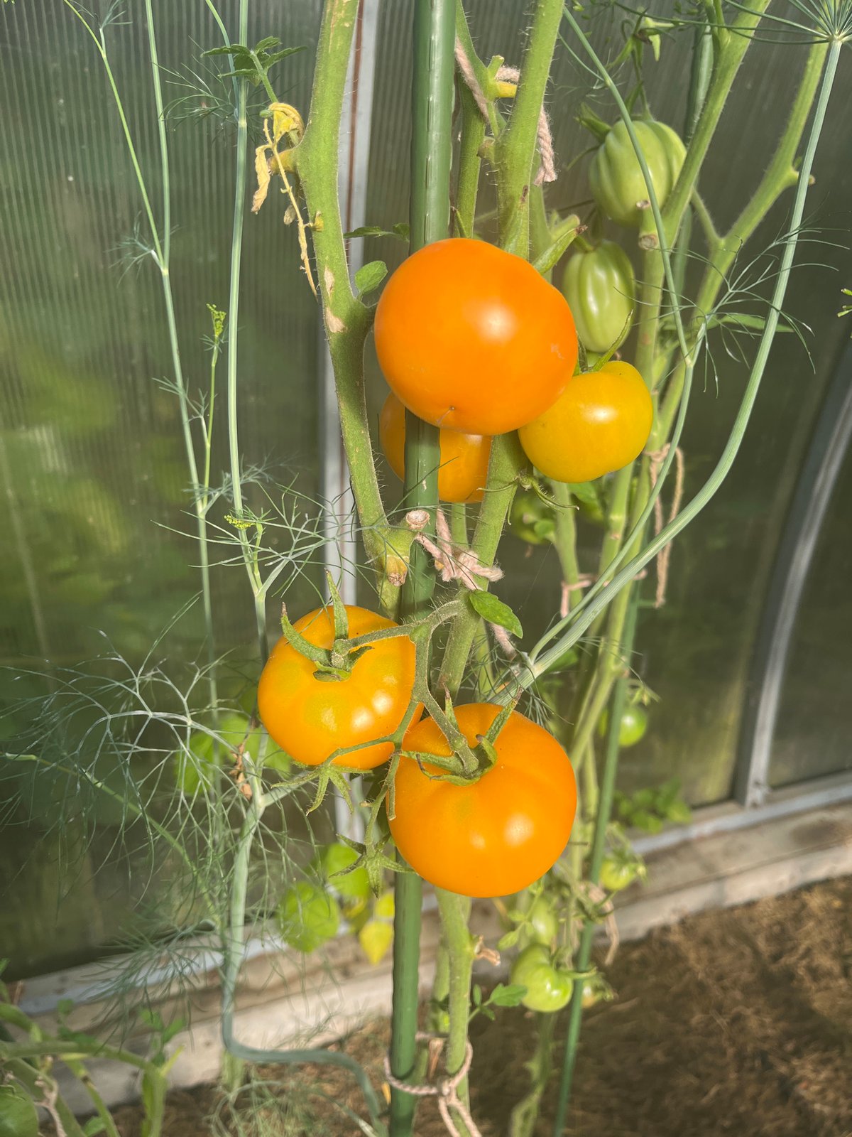 Russian dacha in full summer swing — garden, pets, and pantry
