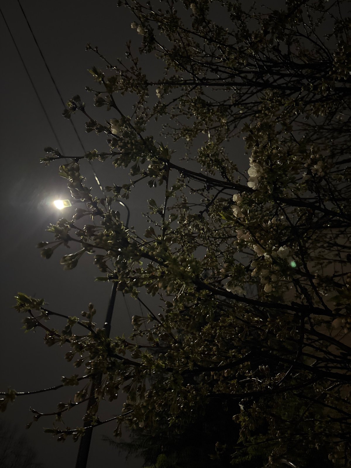 Spring blossoms illuminate Kragujevac street at night