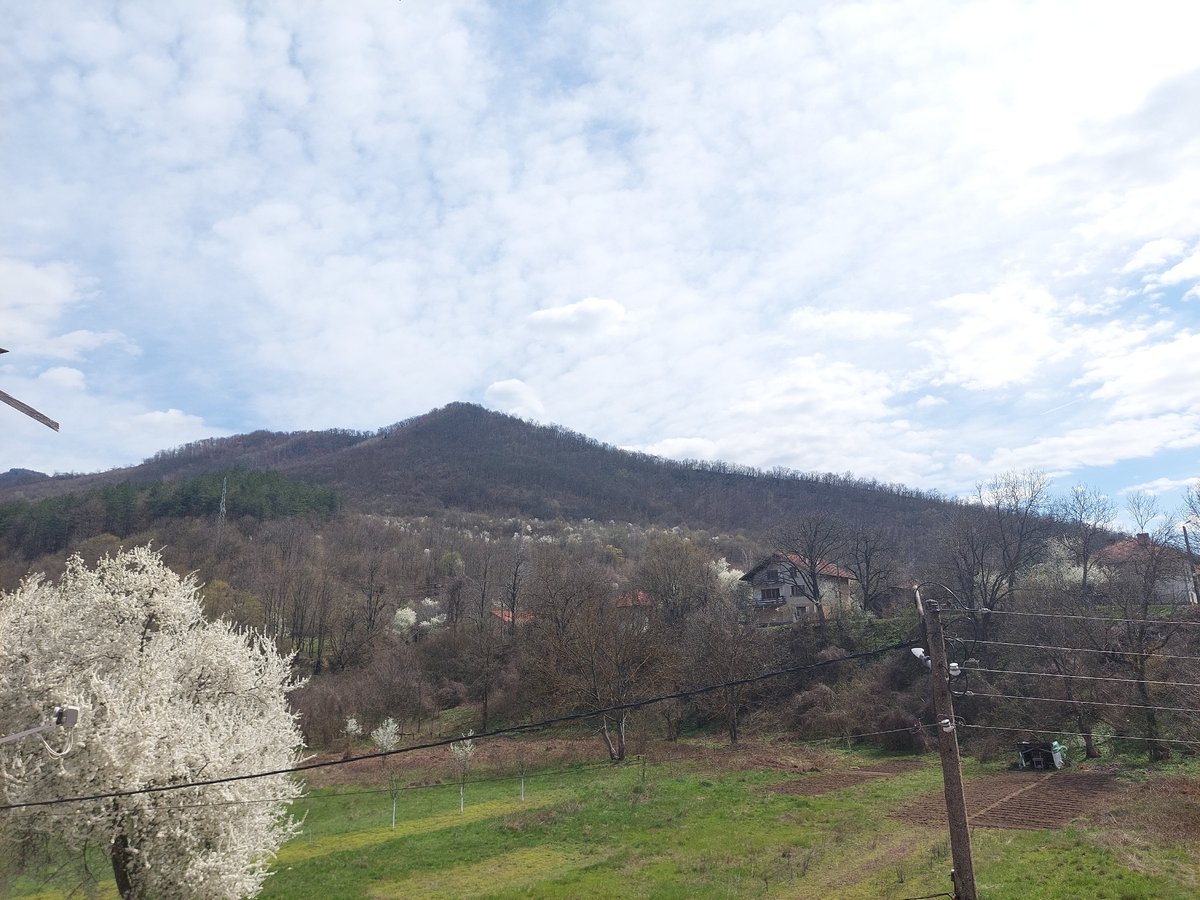 Rural spring landscape with blooming tree documented